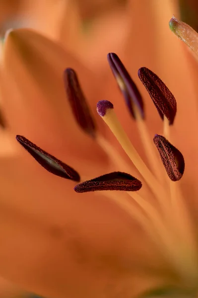 Kwiat Lilii Część Wnętrza Wytrzymałością Azjatycka Hybryda — Zdjęcie stockowe