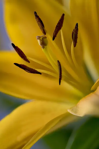 Yellow Lilly Flower Close Focus Stamina — Stock Photo, Image