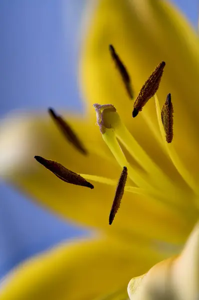 Yellow Lilly Flower Interior Part Stamina Pollen — Stock Photo, Image