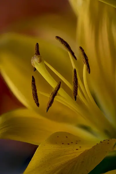 黄色のユリの花 スタミナ クローズアップ アジアのハイブリッド — ストック写真