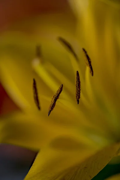 Yellow Lilly Flower Stamina Close Asiatic Hybrid — Stock Photo, Image