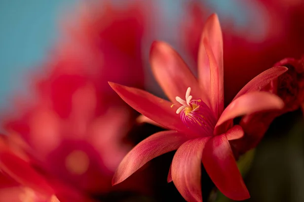 Flowering Easter Cactus Hatiora Hybrid Red Flowers — Stock Photo, Image