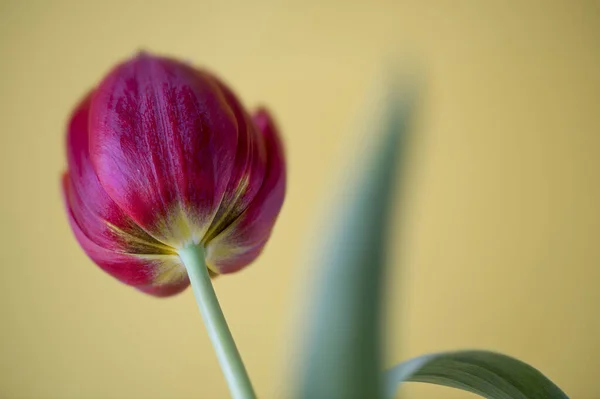 Red Garden Tulip Partly Blurred — Stock Photo, Image