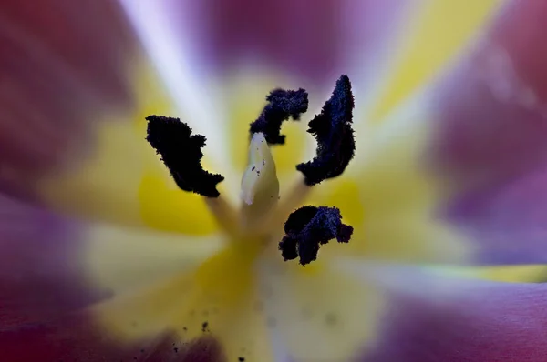 Interior Tulip Flower Stamina Stigma Blurred Petals — Stock Photo, Image