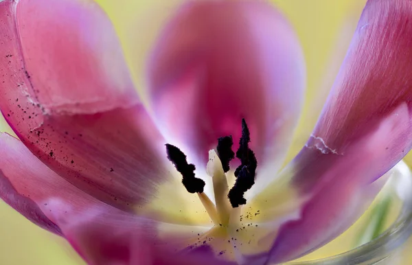 Interior Tulip Flower Note Flower Has Only Four Stamina — Stock Photo, Image