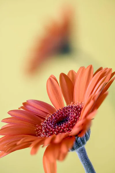 Orange Gerbera Flowers Yellow Background — Stock Photo, Image