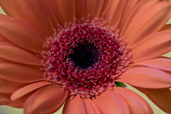 Center Gerbera Flower — Stock Photo, Image