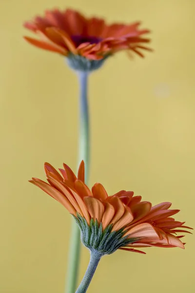 Orange Gerbera Flowers Yellow Background Partly Blurred — Stock Photo, Image