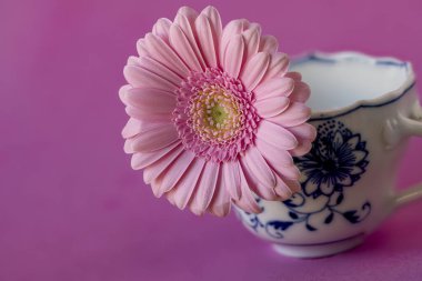 Kahve fincanında bir Gerbera çiçeği (Meissen, soğan deseni)