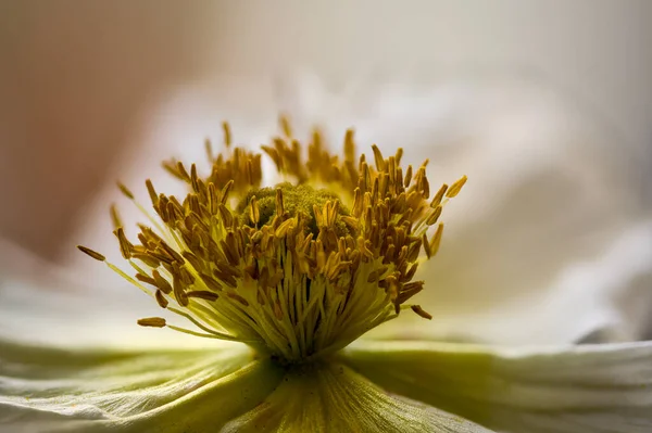 Stamina Stigma Papaver Nudicaule Close — Stock Photo, Image