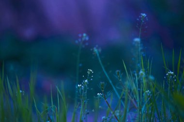 Geceleyin çiçekler ve çimenler