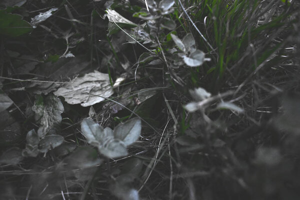 Leaves and grass on the ground