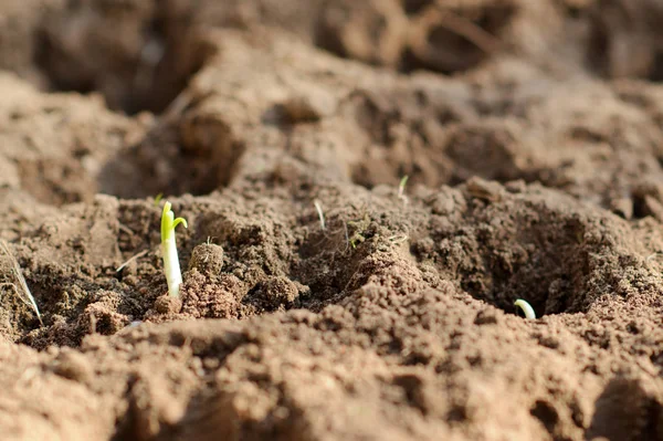 Green sprout growing out from soil. Landing, ground, onion — Stock Photo, Image