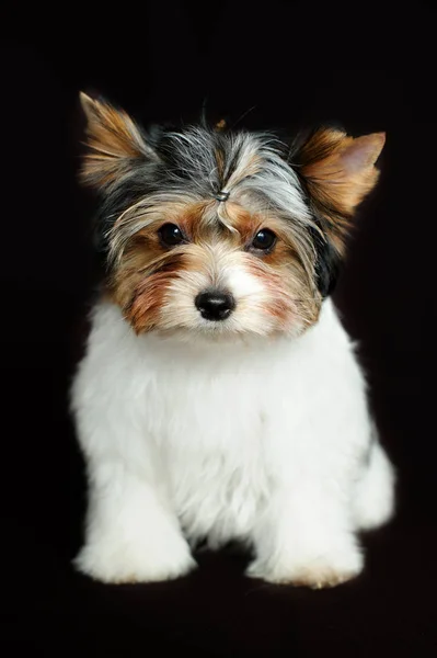 Bóbr york pies. Bóbr Yorkshire Terrier — Zdjęcie stockowe