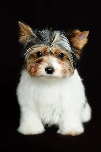 Beaver york dog. Beaver Yorkshire Terrier — Stock Photo, Image