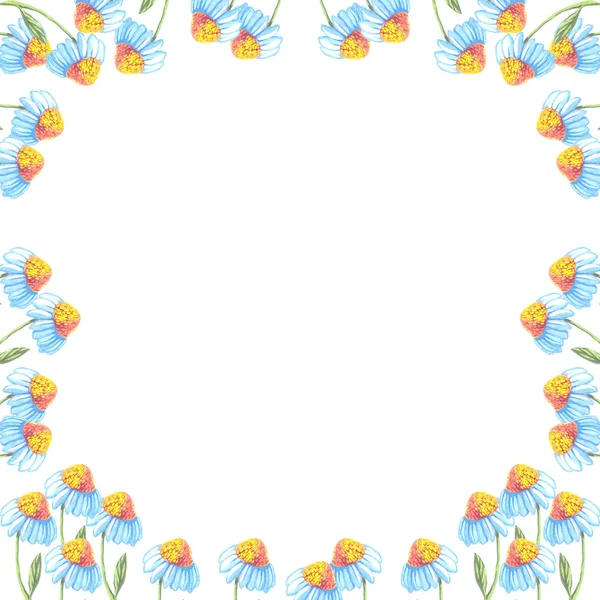 frame daisy flowers watercolor