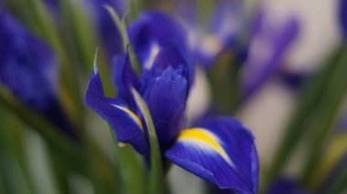 çiçek açan bahçe çiçekleri: irisler, gerberalar, güller, kasımpatılar