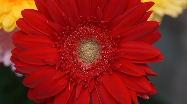 Plantas Jardín Con Flores Brillantes —  Fotos de Stock