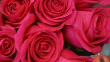 parlak çiçekli bahçe bitkileri