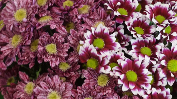 Plantas Jardín Con Flores Brillantes —  Fotos de Stock