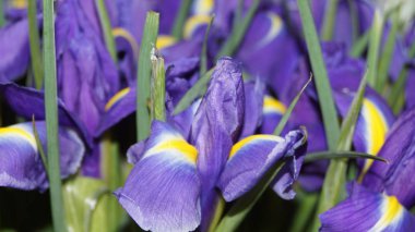 Çiçek açan bahçe bitkileri: güller, gerberalar, irisler