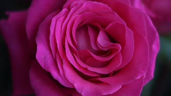 Blühende Gartenpflanzen Rosen Gerbera Schwertlilien — Stockfoto