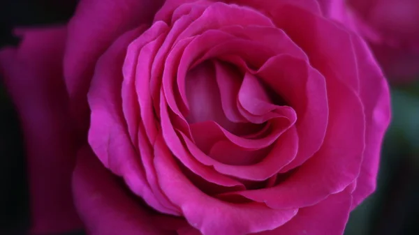 Plantas Jardín Con Flores Rosas Gerberas Iris — Foto de Stock