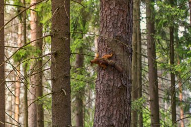 Parktaki ağaçların arasından sincap geçiyor.