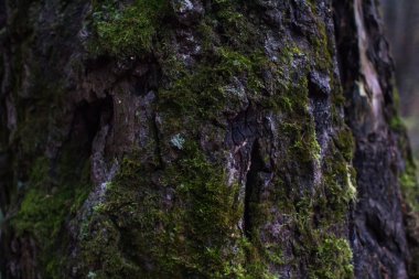 Ağaç gövdesi ve kabuğu yosunlarla kaplanmış.
