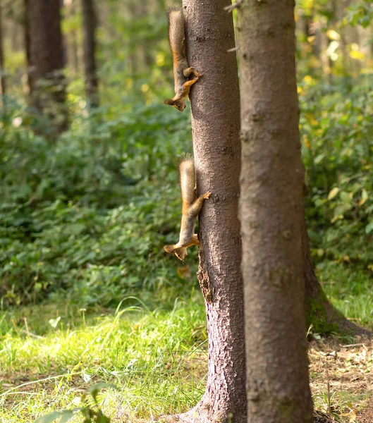 Orava juoksee puiston puiden läpi. — kuvapankkivalokuva