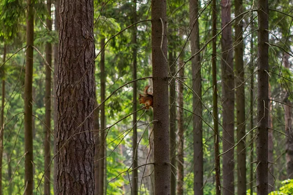 Белка бежит через деревья в парке — стоковое фото