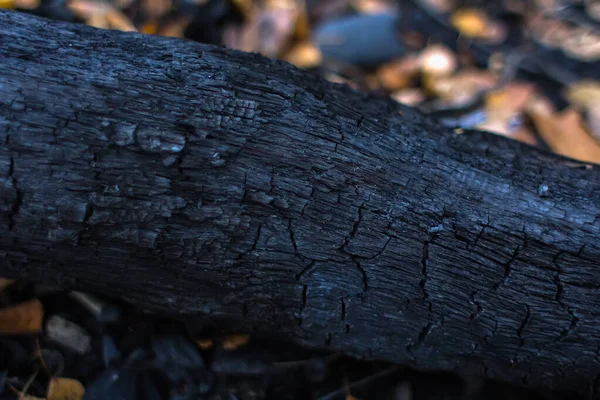 Een verkoold stuk hout liggend in het bos — Stockfoto