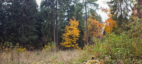 Floresta de outono multi-colorido lança suas folhas antes do frio de inverno — Fotografia de Stock