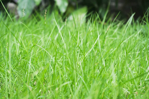 Naturen gröna blad textur bakgrund — Stockfoto