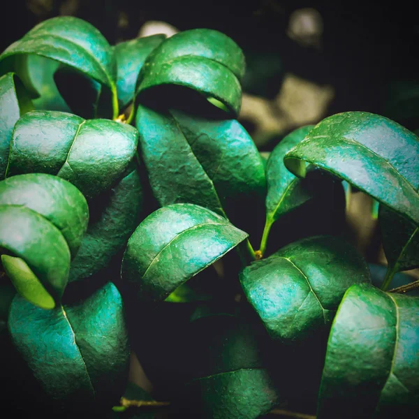 Naturen gröna blad textur bakgrund — Stockfoto
