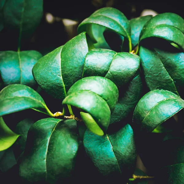 Naturen gröna blad textur bakgrund — Stockfoto