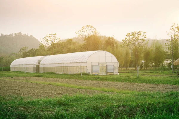 Plant nursery of organic vegetable surrounded — Stock Photo, Image