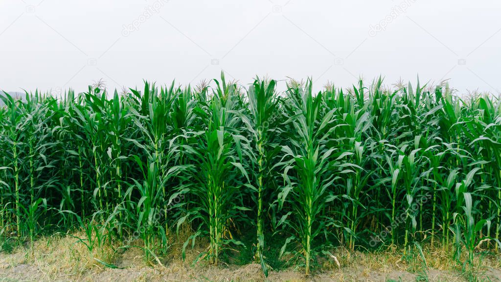 Corn green fields landscape outdoors background cornfields