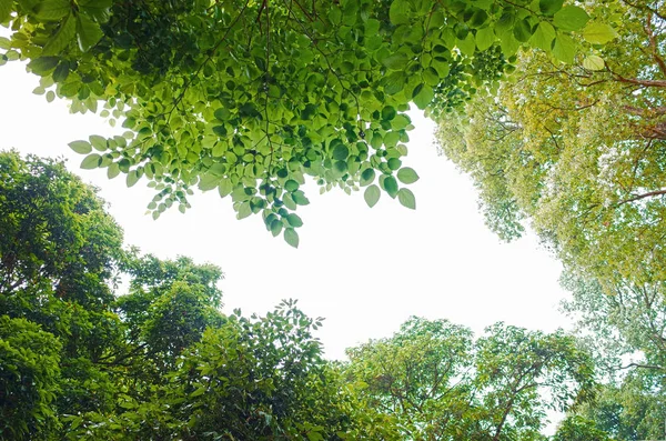 Zielony las z dołu na białym — Zdjęcie stockowe