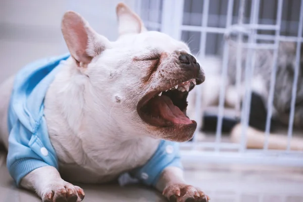 Närbild av en vit fransk bulldogg — Stockfoto