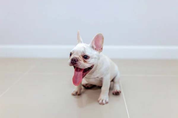 Closeup of a white French bulldog — Stock Photo, Image