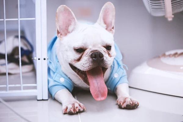 Närbild av en vit fransk bulldogg — Stockfoto