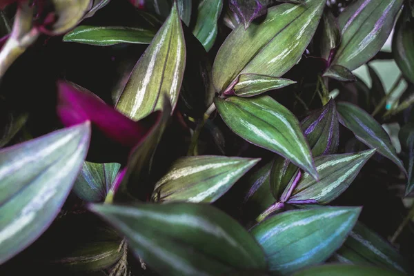 Tropiska gröna blad växt struktur bakgrund — Stockfoto