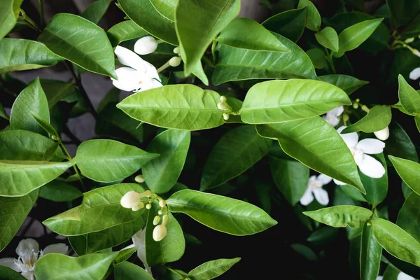 Tropiska gröna blad växt struktur bakgrund — Stockfoto