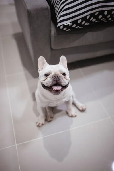 Little Frenchie Smile Look Camera — Stock Photo, Image