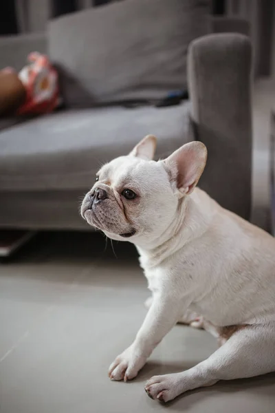 Little Frenchie Smile Look Camera — Stock Photo, Image