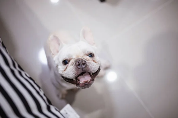 Pequeno Sorriso Francês Olhar Para Câmera — Fotografia de Stock