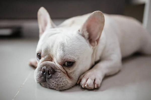Little Frenchie Smile Look Camera — Stock Photo, Image