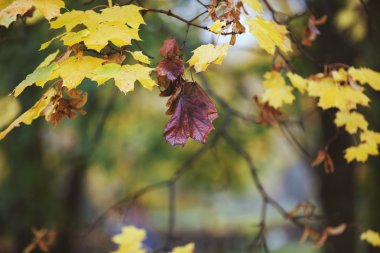 akçaağaç sonbahar yaprakları