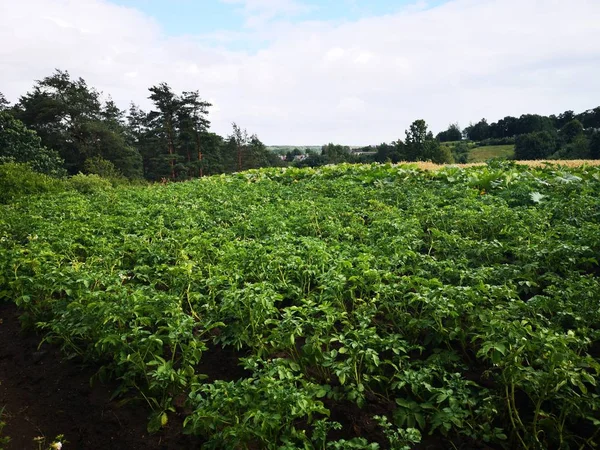 Landschappen Van Litouwse Heuvels — Stockfoto